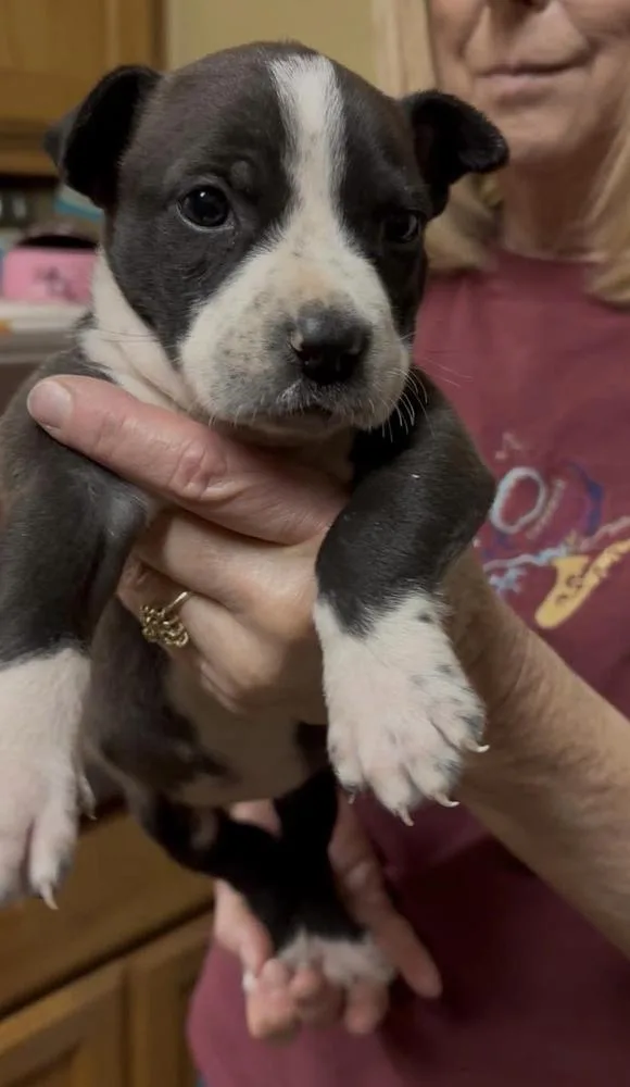 A baby medium-sized female Tricolor (Brown, Black, & White) Pit Bull Terrier dog named Chelsea for adoption in Wenonah, NJ