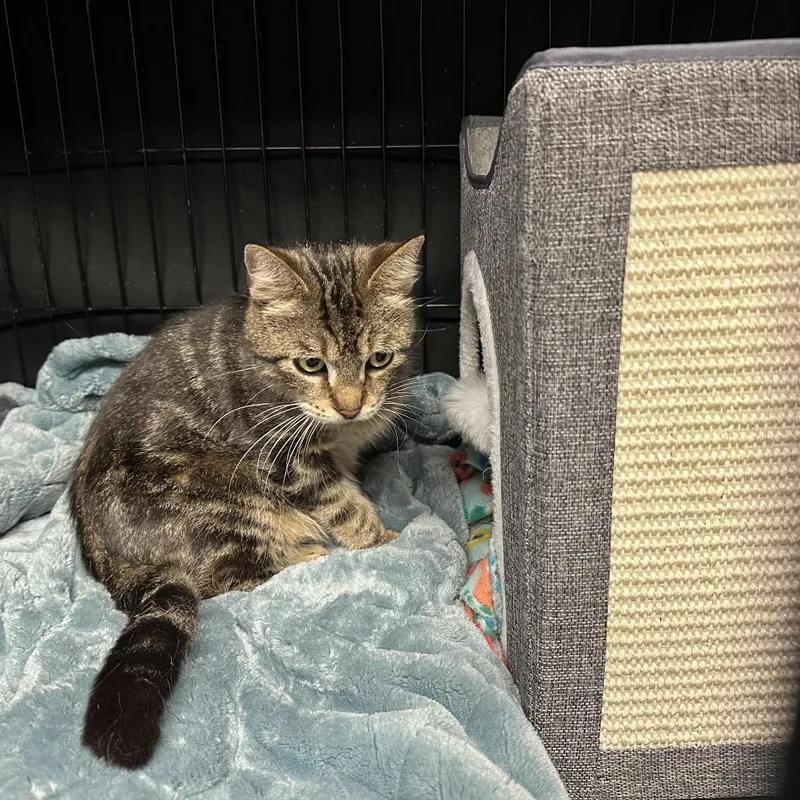 An adult small-sized female Brown / Chocolate Domestic Short Hair cat named Ophelia for adoption in Opelika, AL