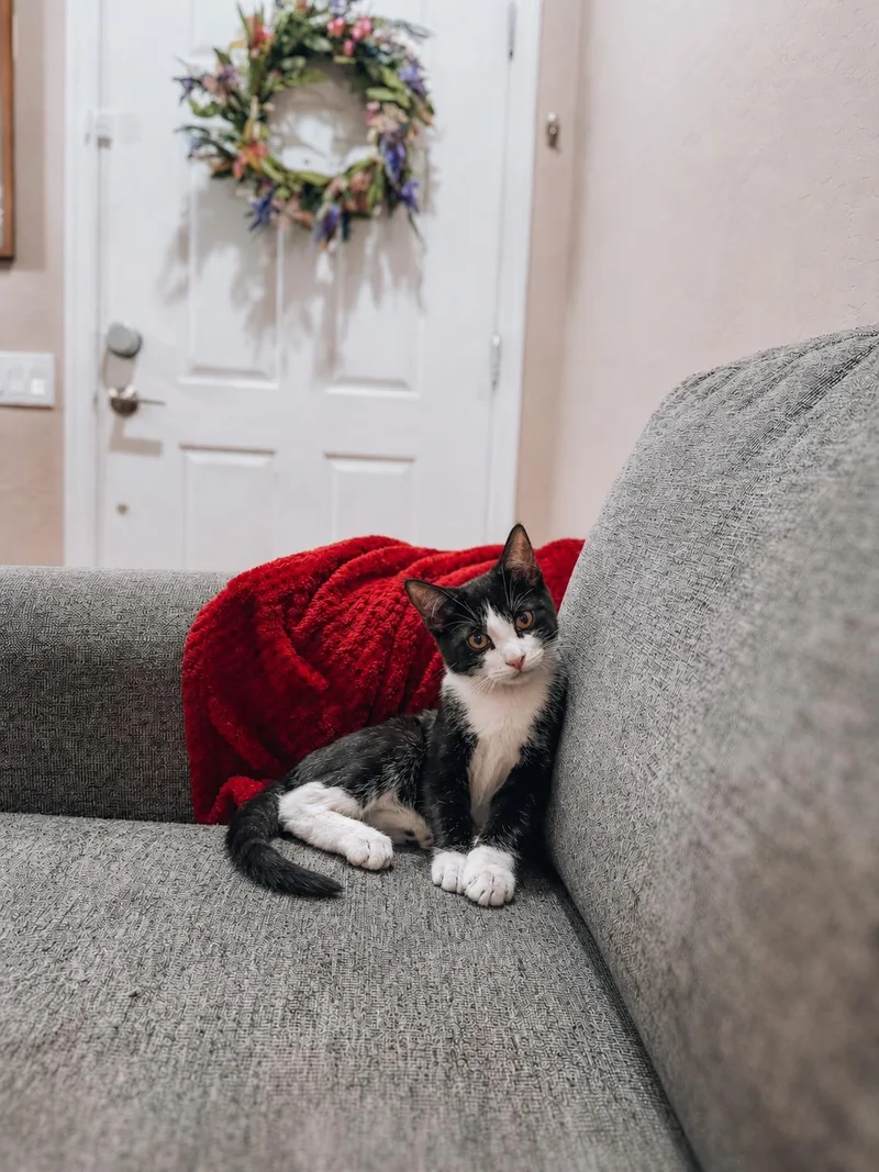 A baby medium-sized male Tuxedo cat named Moo for adoption in Goodyear, AZ