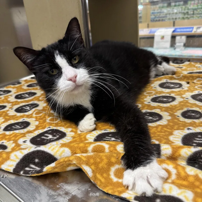 An adult large-sized male Domestic Short Hair cat named Dice for adoption in Hanover Park, IL