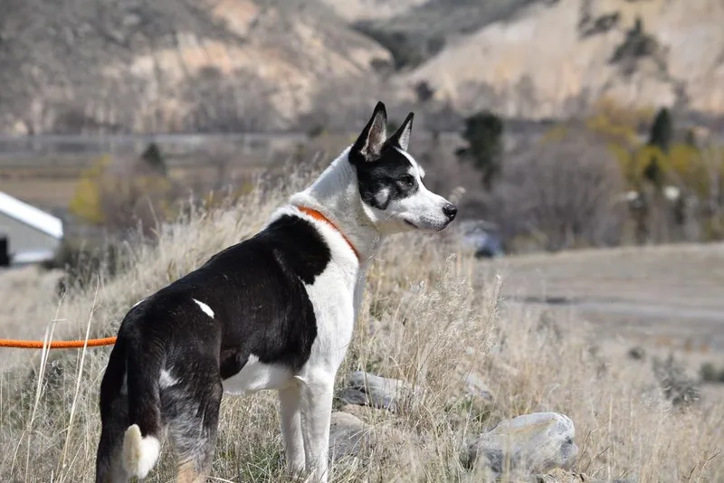 Remington thumbnail 2