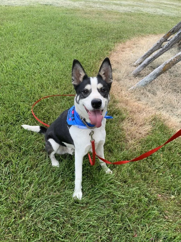 Remington thumbnail 3