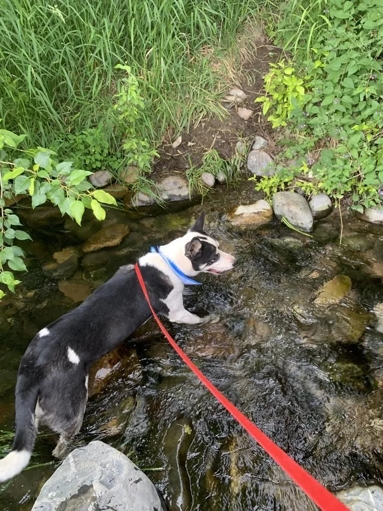 Remington thumbnail 4