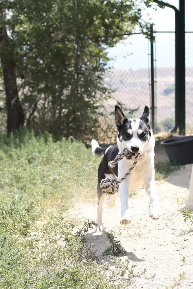 Remington thumbnail 6