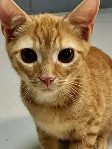 A baby medium-sized male Tabby (Orange / Red) Tabby cat named Nacho for adoption in Emporia, VA