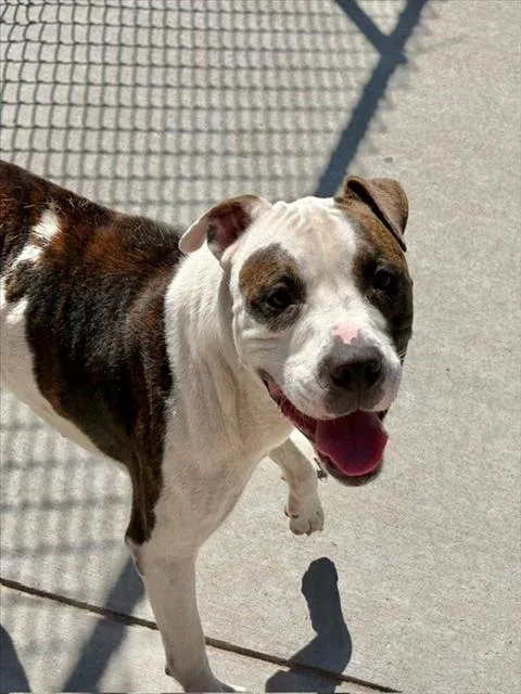 A young medium-sized male Pit Bull Terrier dog named Parker for adoption in Tulsa, OK