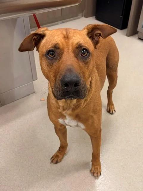 An adult large-sized male Black Mouth Cur dog named Stitch for adoption in Baytown, TX