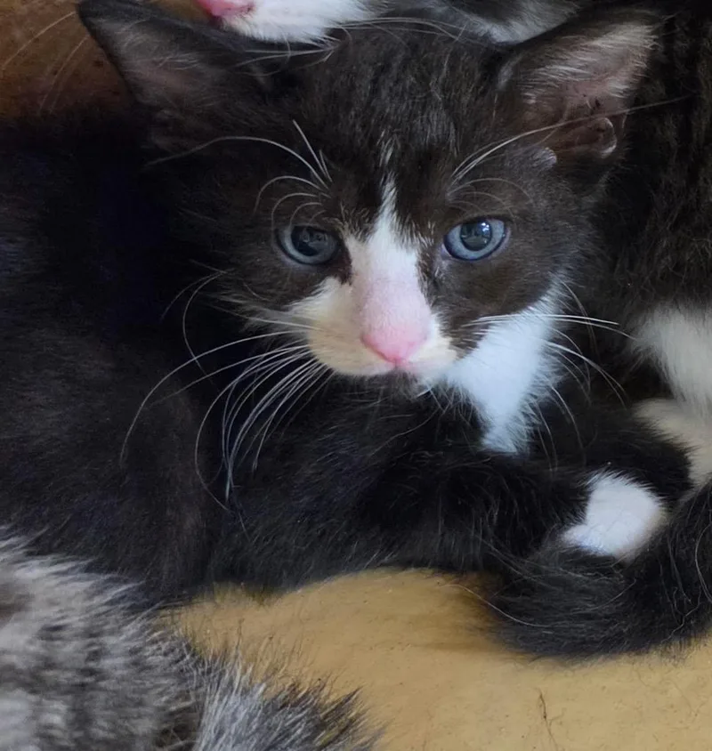 A baby medium-sized male Domestic Short Hair cat named Jeep for adoption in Tampa, FL
