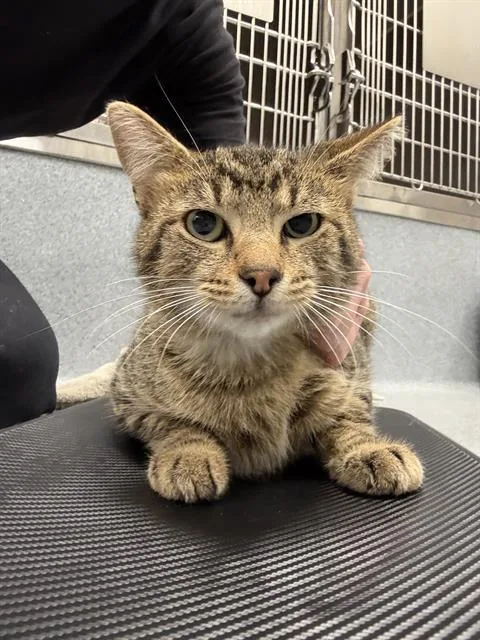 A young small-sized male Domestic Short Hair cat named Lee for adoption in Indianapolis, IN