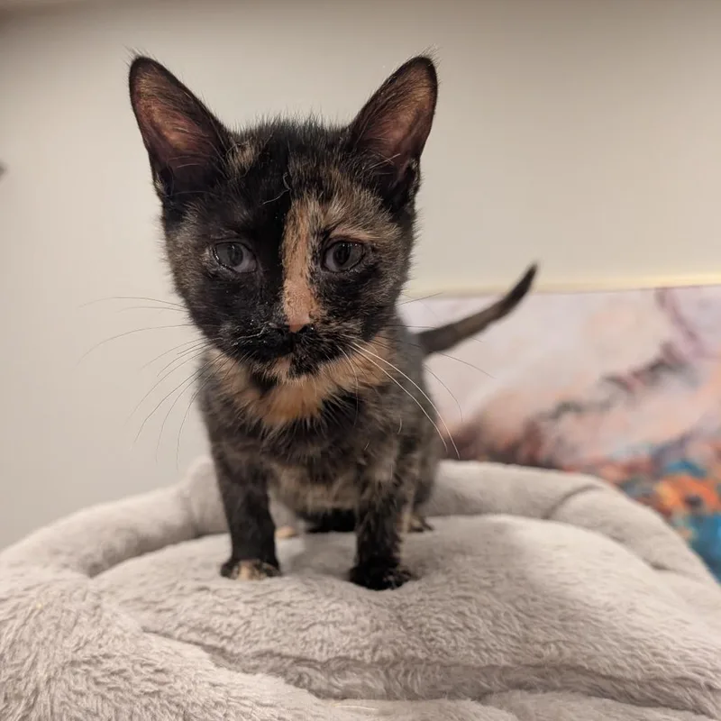 A baby small-sized female Domestic Short Hair cat named Nora for adoption in Cumming, GA