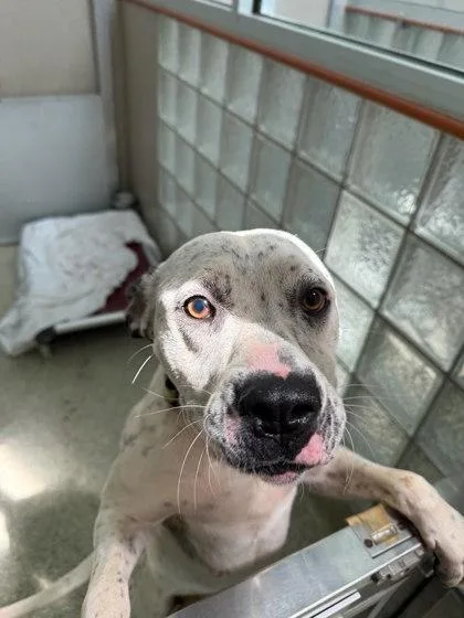 An adult large-sized female Mixed Breed dog named Bunnie for adoption in Washington, DC