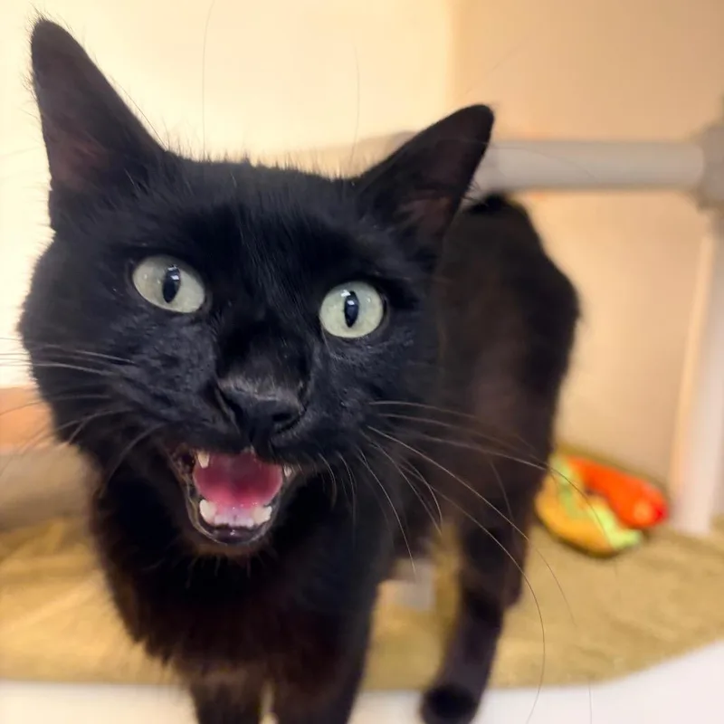 An adult large-sized female Black Domestic Medium Hair cat named Whiskey for adoption in Harrisonburg, VA