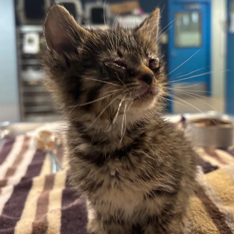 A baby small-sized female Brown / Chocolate Domestic Short Hair cat named Dabble for adoption in Newark, NJ