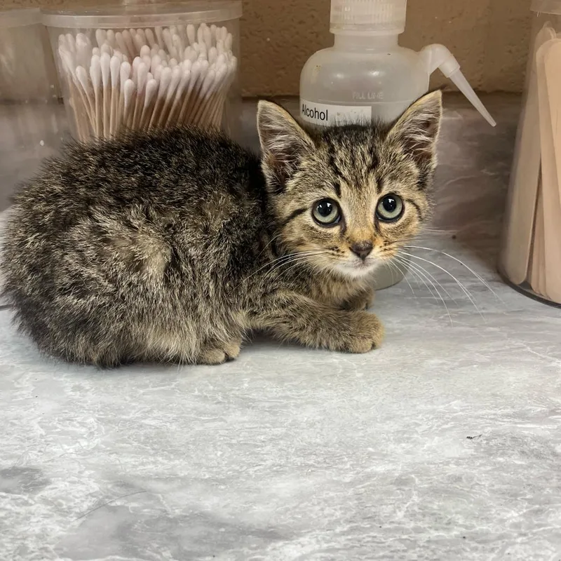 A baby small-sized female Black Domestic Short Hair cat named Geisha for adoption in Lewisburg, WV