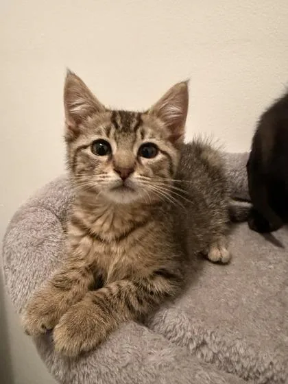 A young small-sized male Domestic Short Hair cat named Anakin for adoption in Lafayette, IN