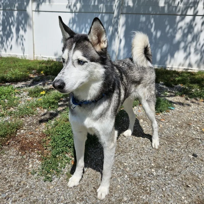 An adult large-sized male Black Husky dog named Milo for adoption in Concord, NH