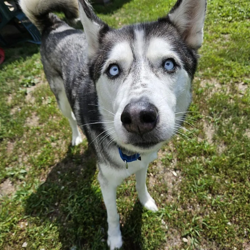 Milo thumbnail 2