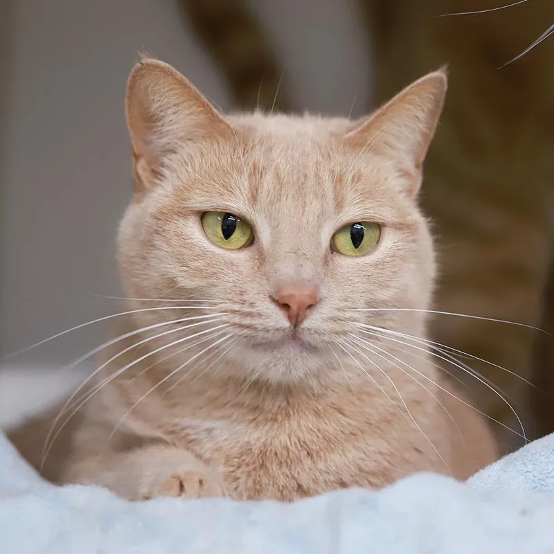 An adult medium-sized female Orange / Red Domestic Short Hair cat named Peaches for adoption in Los Angeles, CA
