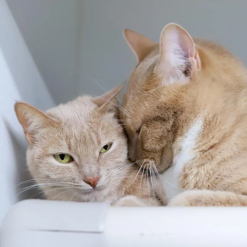 Peaches thumbnail 3