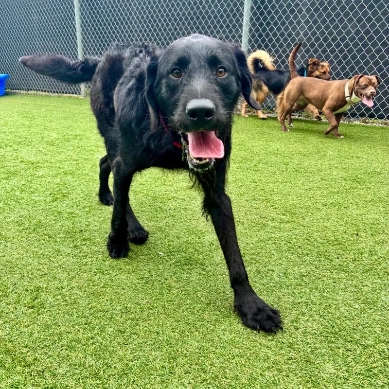 A young medium-sized male Black Labrador Retriever dog named Odin for adoption in Parkersburg, WV