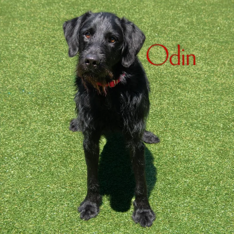 Odin thumbnail 3