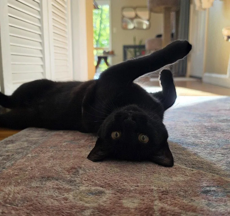 A young medium-sized female Domestic Short Hair cat named Luna for adoption in Candler, NC