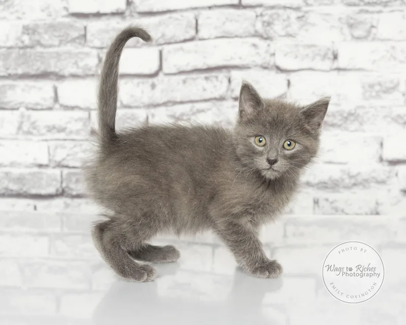 A baby medium-sized male Gray / Blue / Silver Russian Blue cat named Bear for adoption in Tuscaloosa, AL