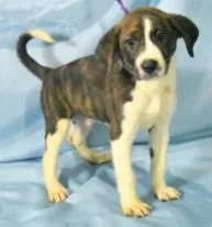 A young large-sized male Shepherd dog named Newton for adoption in Kansas City, MO