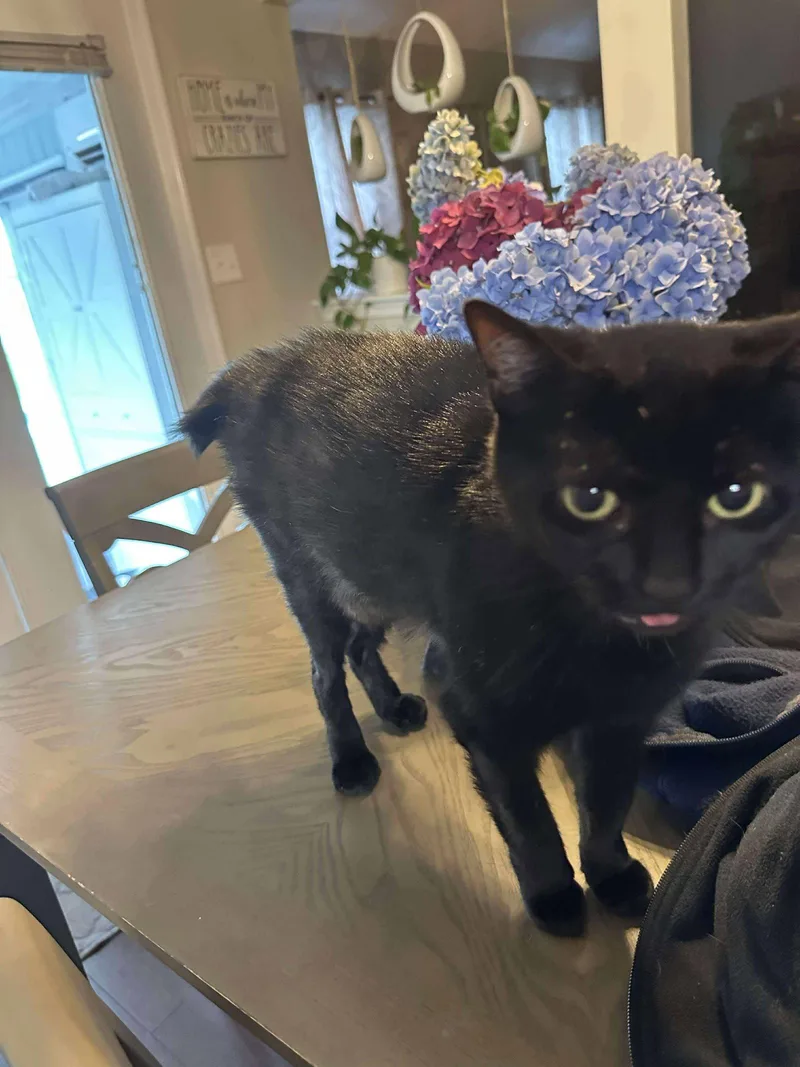 An adult small-sized female American Shorthair cat named Pants for adoption in Virginia Beach, VA