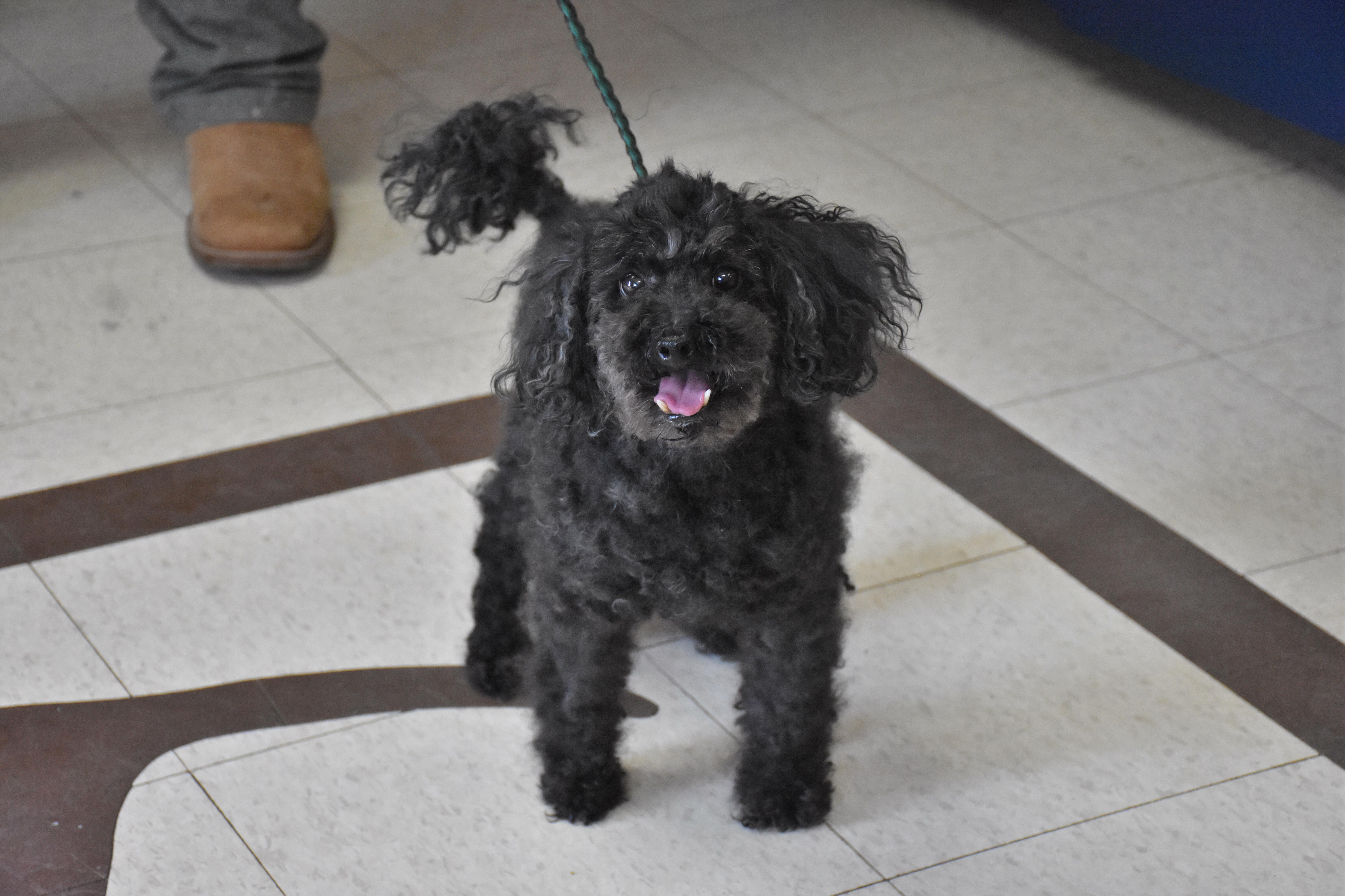 A senior small-sized male Black Poodle (Toy) dog named Kelly for adoption in North Judson, IN
