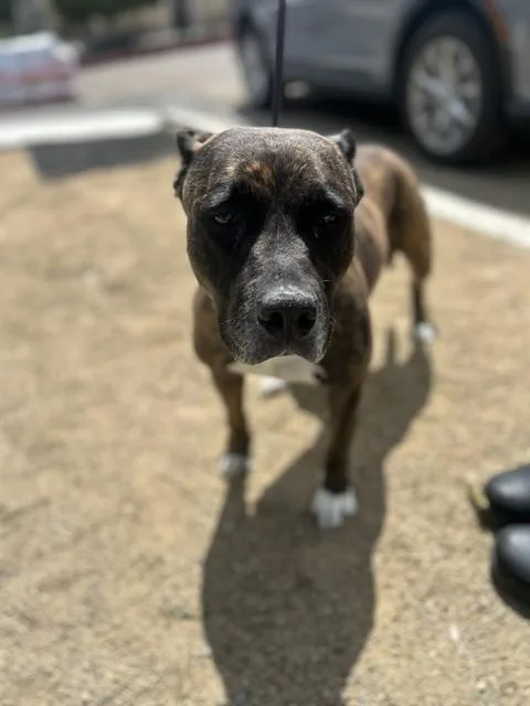 An adult medium-sized female Pit Bull Terrier dog named Butter Biscuit for adoption in Chula Vista, CA