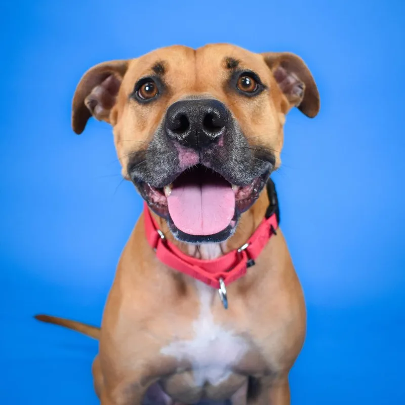 An adult large-sized male Yellow / Tan / Blond / Fawn Mixed Breed dog named Shadow for adoption in West Palm Beach, FL