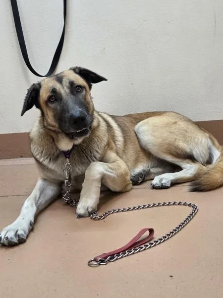 A young large-sized female Anatolian Shepherd dog named Mya for adoption in Kennewick, WA