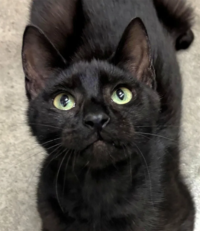 A young medium-sized male Domestic Short Hair cat named Weebles for adoption in Iowa City, IA