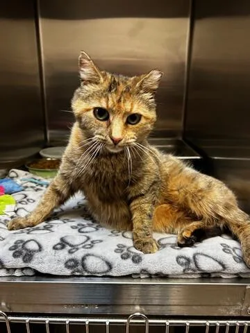 An adult medium-sized female Tabby (Tiger Striped) Domestic Short Hair cat named Meeka for adoption in Chambersburg, PA