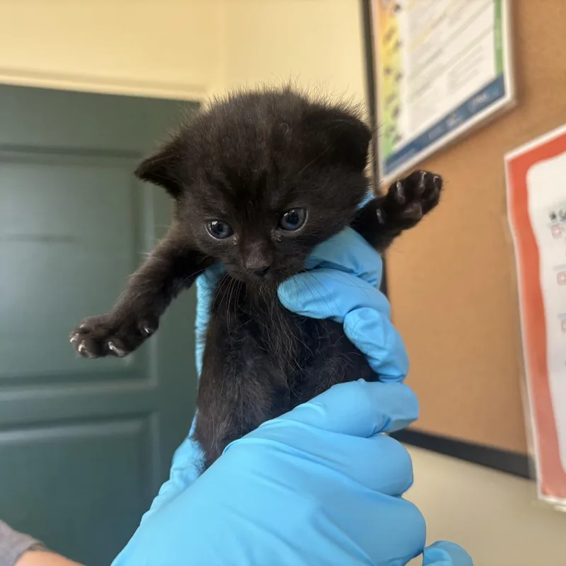A baby small-sized female Black Domestic Short Hair cat named Hex for adoption in Pasadena, CA