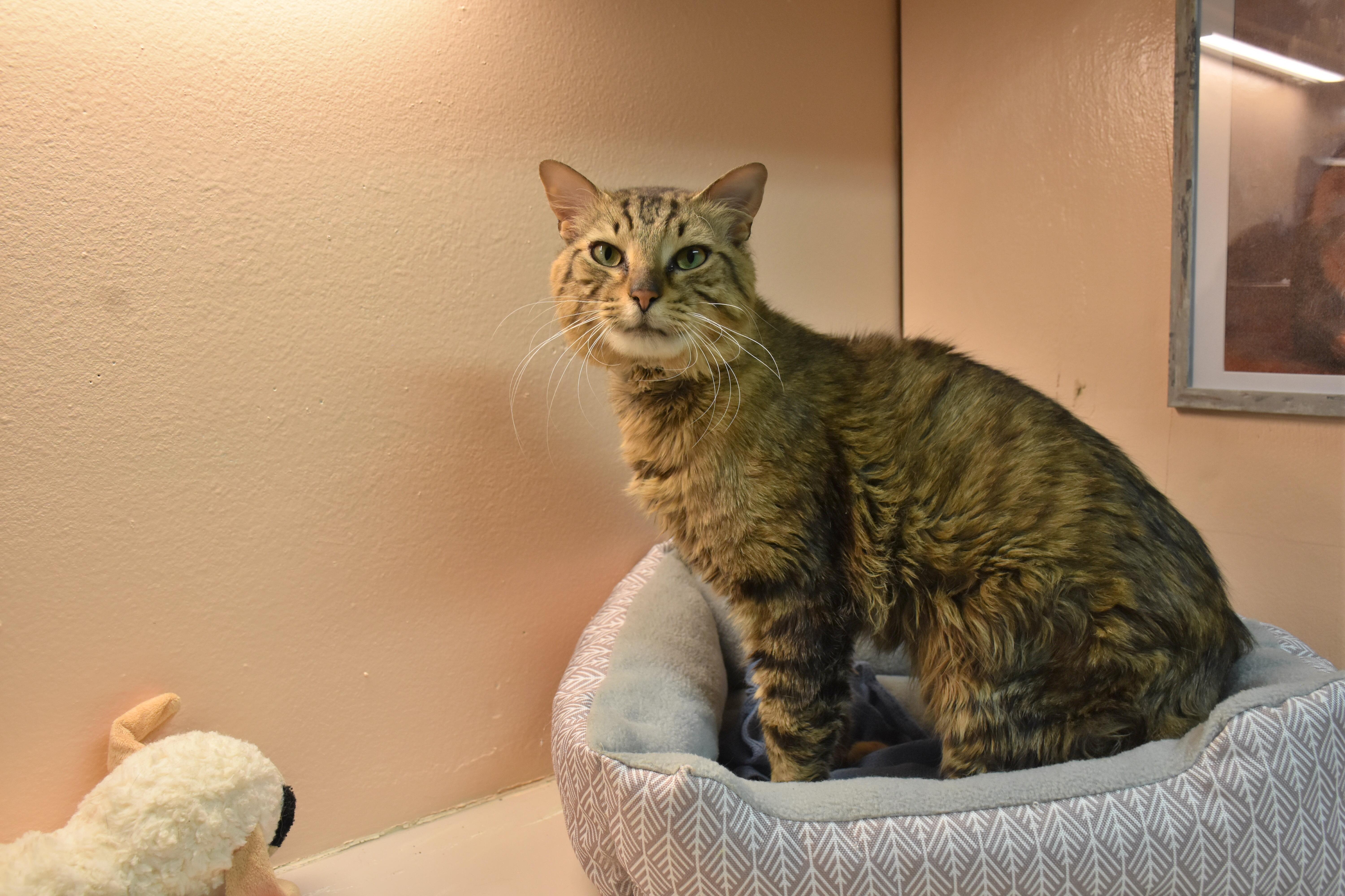 An adult medium-sized male Tabby (Brown / Chocolate) Domestic Short Hair cat named Leo for adoption in North Judson, IN