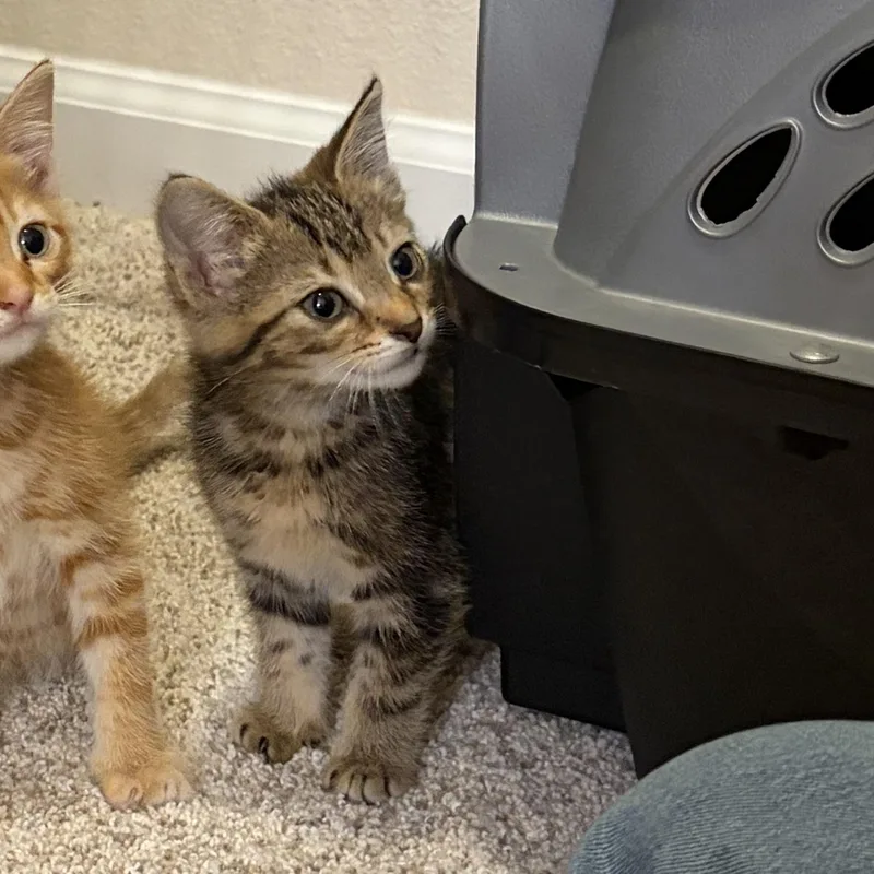 A baby medium-sized female Tabby (Brown / Chocolate) Domestic Short Hair cat named Tilly for adoption in jacksonville, FL