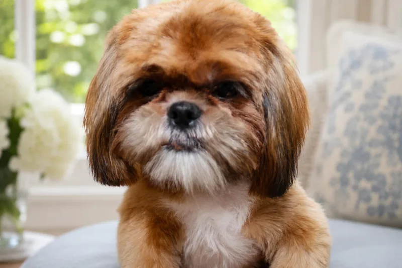 Teddy thumbnail 2