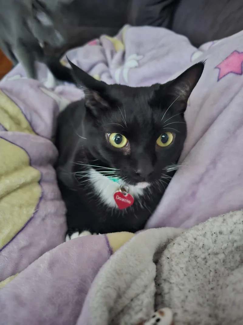An adult medium-sized male Black & White / Tuxedo Domestic Short Hair cat named Domino for adoption in Bayonne, NJ