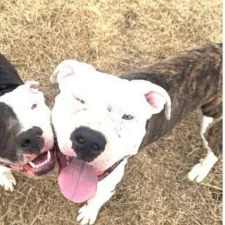 An adult large-sized male Brindle Pit Bull Terrier dog named Apollo for adoption in Weatherford, TX