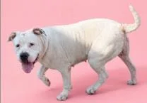 An adult large-sized female Mixed Breed dog named Cleo for adoption in Largo, FL