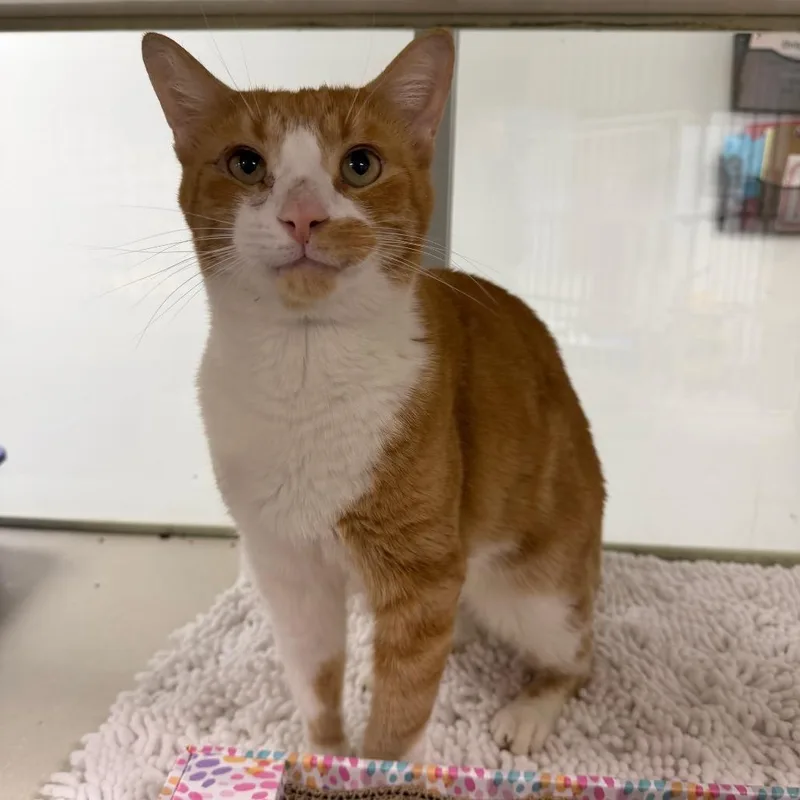 An adult large-sized male Orange / Red Domestic Short Hair cat named Odie for adoption in Dickinson, TX