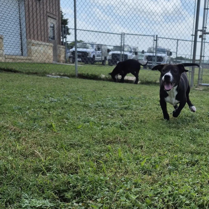A young medium-sized male Mixed Breed dog named Cosmo for adoption in Schertz, TX