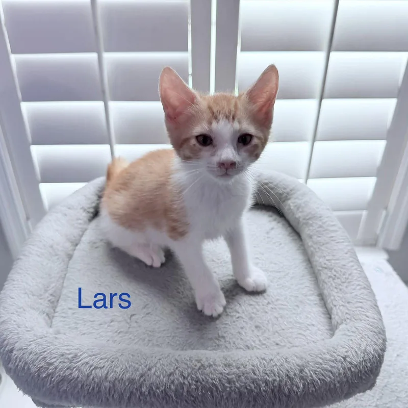 A baby medium-sized male Orange & White Domestic Short Hair cat named Lars for adoption in Royal Palm Beach, FL