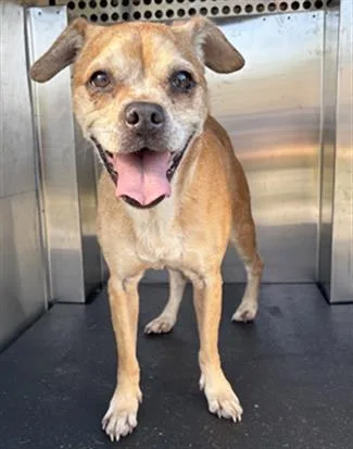 An adult small-sized female Pug dog named Alice for adoption in Grand Prairie, TX