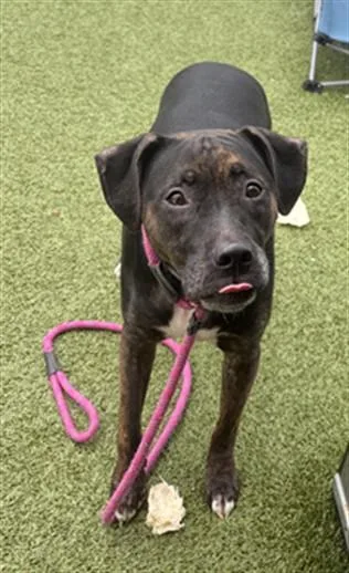 An adult large-sized female Pit Bull Terrier dog named Zoey for adoption in Toledo, OH