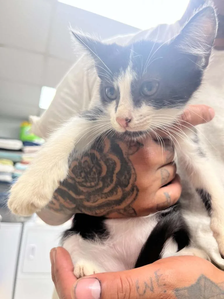 A baby small-sized female Domestic Short Hair cat named Skechers for adoption in Lavonia, GA