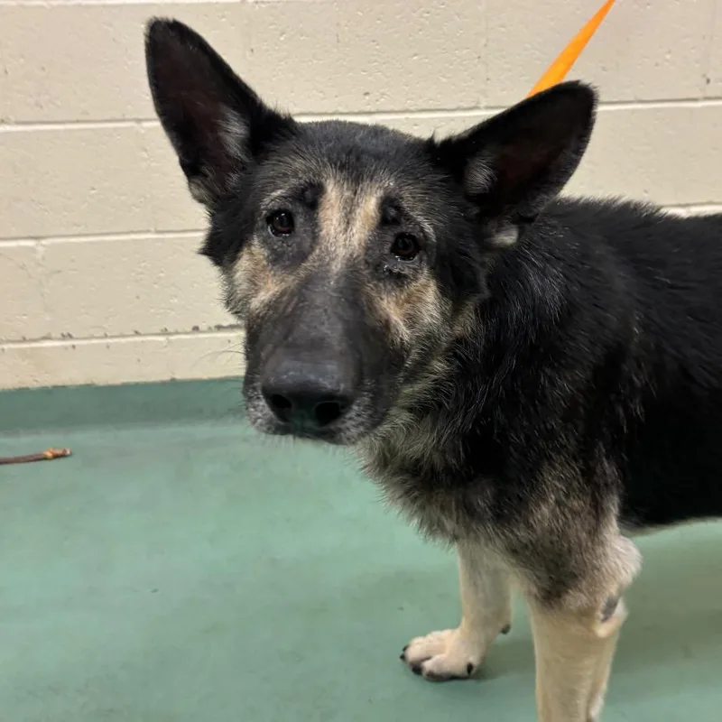 An adult large-sized male Sable Mixed Breed dog named O'pair for adoption in Memphis, TN