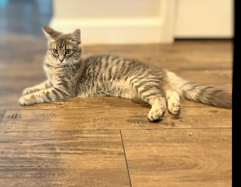 A baby medium-sized female Gray / Blue / Silver Tabby cat named Winnie & Wilfie for adoption in Maryville, TN